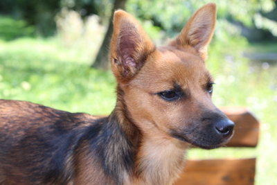 TITI Welpenmädel, Pischer-Chimix - Hündin