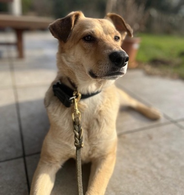 TOBI 49, Mischling - Rüde