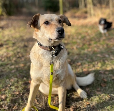 TOBI 49, Mischling - Rüde