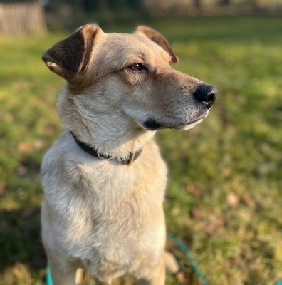 TOBI 49, Mischling - Rüde