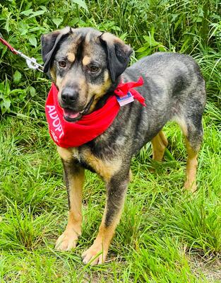 TOBI - sanftmütig, gutmütig, sensibel, liebt andere Hunde und Spaziergänge, katzenverträglich