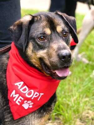 TOBI - sanftmütig, gutmütig, sensibel, liebt andere Hunde und Spaziergänge, katzenverträglich, Mischling (Video-Link vorhanden) - Betreuung OÖ - Rüde