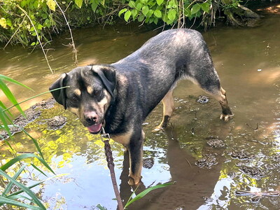 TOBI - sanftmütig, gutmütig, sensibel, liebt andere Hunde und Spaziergänge, katzenverträglich, Mischling (Video-Link vorhanden) - Betreuung OÖ - Rüde