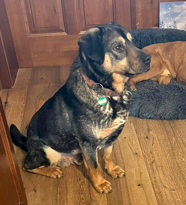TOBI - sanftmütig, gutmütig, sensibel, liebt andere Hunde und Spaziergänge, katzenverträglich, Mischling (Video-Link vorhanden) - Betreuung OÖ - Rüde