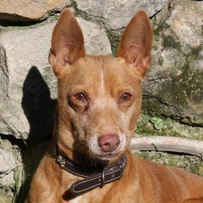 TOBY - Ubeda, Podenco - kastriert - Rüde