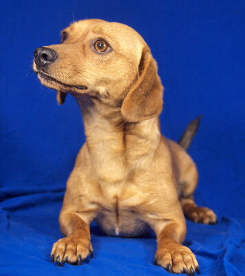 TOBY - absolut freundlich, fröhlich, sehr lebhaft, starker Wille, intelligent, als Zweithund zu einer Hündin, Dackel-Beagle Mischling - Rüde