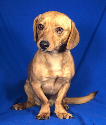 TOBY - absolut freundlich, fröhlich, sehr lebhaft, starker Wille, intelligent, als Zweithund zu einer Hündin, Dackel-Beagle Mischling - Rüde
