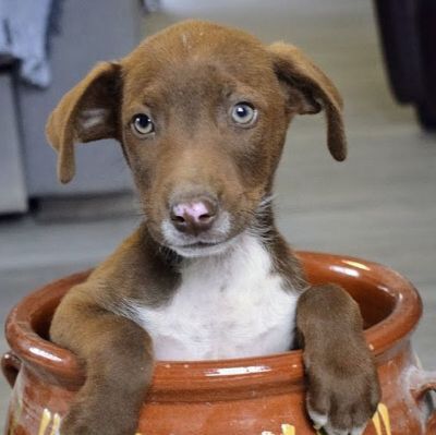 TOFE - Ubeda, Mischling - unkastriert Welpen - Rüde