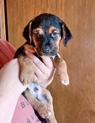 TOFU - R E S E R V I E R T !!!!! mutig, interessiert, sehr intelligent, lebhaft, menschenbezogen, verschmust, Mischling (Video auf HP) - Betreuungsplatz OÖ Welpen - Rüde