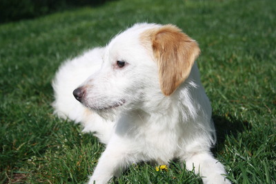 TOLAN Struppi, Terriermix - Rüde