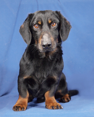 TOM - R E S E R V I E R T !!!!! sehr lieb und menschenbezogen, verschmust, lebhaft, intelligent, fröhlich, als Zweithund zu einer Hündin, Dackel Mischling - Rüde