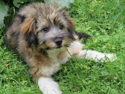 TOMINO, Mischling - Rüde