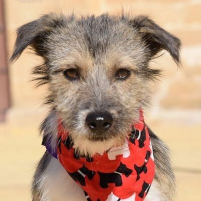 TOMMY - Ubeda, Terrier-Mischling - kastriert - Rüde