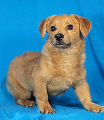 TOMMY - sehr liebenswert, verschmust, vergnügt, lebhaft, verspielt, gelehrig, anfangs etwas ängstlich