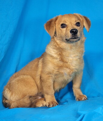 TOMMY - sehr liebenswert, verschmust, vergnügt, lebhaft, verspielt, gelehrig, anfangs etwas ängstlich, Mischling - Rüde