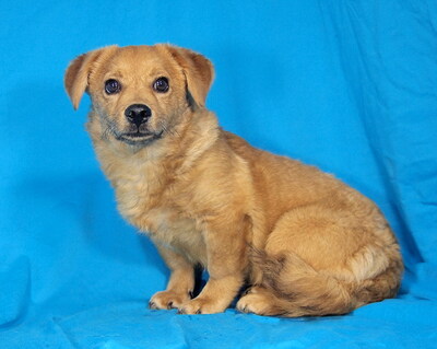 TOMMY - sehr liebenswert, verschmust, vergnügt, lebhaft, verspielt, gelehrig, anfangs etwas ängstlich, Mischling - Rüde