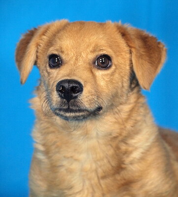 TOMMY - sehr liebenswert, verschmust, vergnügt, lebhaft, verspielt, gelehrig, anfangs etwas ängstlich, Mischling Welpen - Rüde