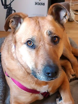 TONDA, Schäfer-Labradormix - Hündin