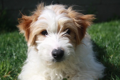 TONYK, Terriermix - Rüde