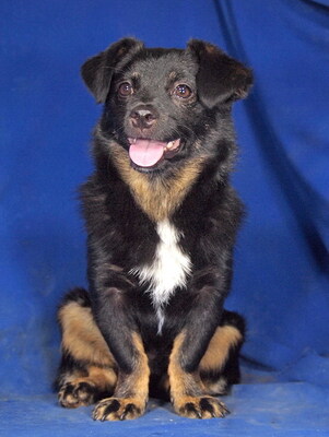 TOPI - R E S E R V I E R T !!!!! lieb und umgänglich, lebhaft, verspielt, neugierig, klug