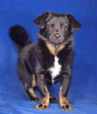 TOPI - R E S E R V I E R T !!!!! lieb und umgänglich, lebhaft, verspielt, neugierig, klug, Mischling - Rüde