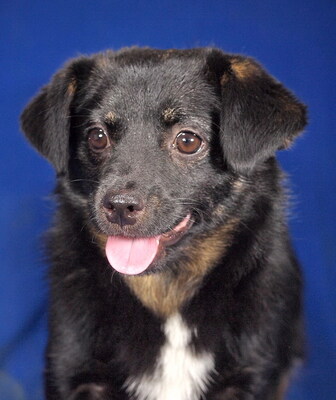 TOPI - R E S E R V I E R T !!!!! lieb und umgänglich, lebhaft, verspielt, neugierig, klug, Mischling - Rüde