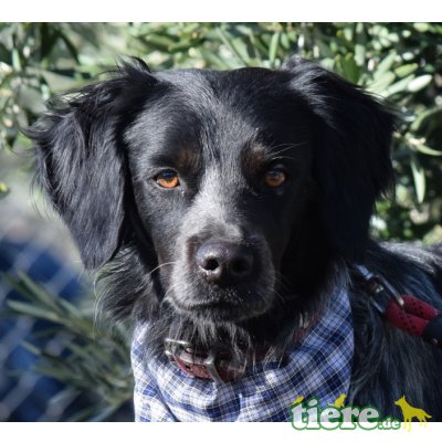 TOPO - Linares, Münsterländer-Mix - kastriert - Rüde