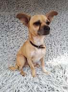 TORRY, Chihuahuamischling - Rüde