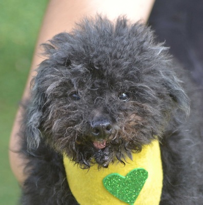 TOUS - Linares, Kleinpudel - kastriert - Rüde