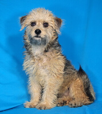 TRACY - R E S E R V I E R T !!!!! sehr lieb, verspielt, anhänglich, neugierig, lebhaft, anfangs etwas ängstlich, Mischling Welpen - Hündin