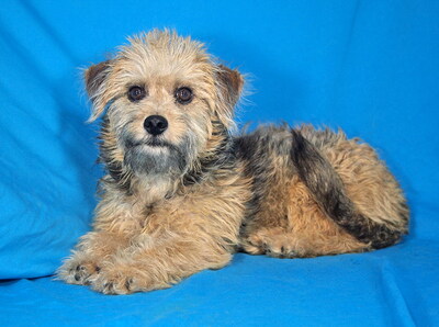 TRACY - R E S E R V I E R T !!!!! sehr lieb, verspielt, anhänglich, neugierig, lebhaft, anfangs etwas ängstlich, Mischling Welpen - Hündin