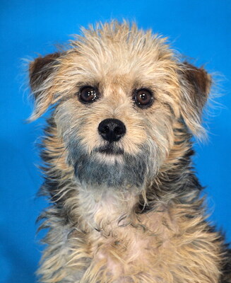 TRACY - sehr lieb, verspielt, anhänglich, neugierig, lebhaft, anfangs etwas ängstlich, Mischling Welpen - Hündin