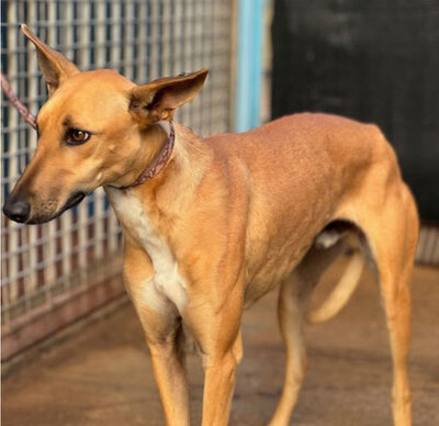 TRICK, Podenco-Windhund - Rüde