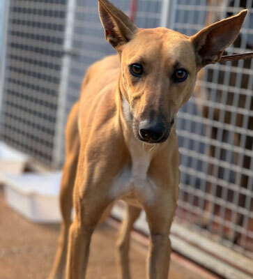 TRICK, Podenco-Windhund - Rüde