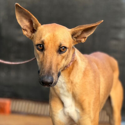 TRICK, Podenco-Windhund - Rüde