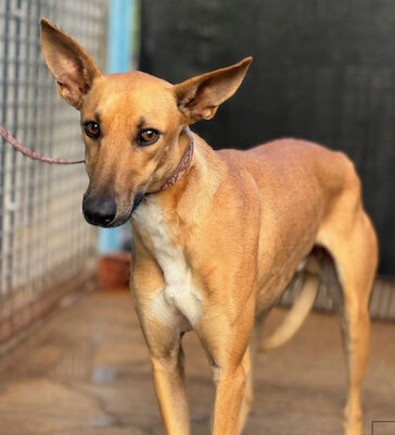 TRICK, Podenco-Windhund - Rüde
