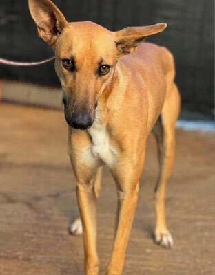 TRICK, Podenco-Windhund - Rüde