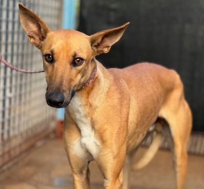 TRICK, Podenco-Windhund - Rüde