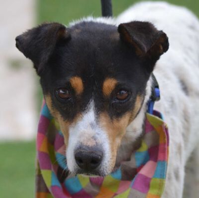 TRIXI - Linares, Bodeguero-Andaluz-Mischling - kastriert - Hündin