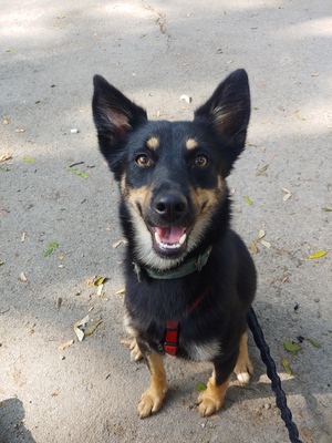 TRIXIE, Mischling - Hündin