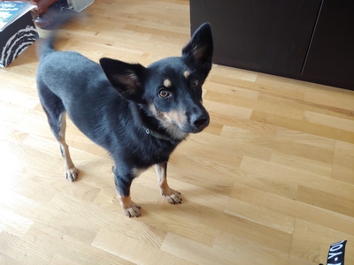 TRIXIE, Mischling - Hündin