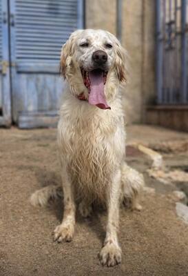 TRO, English Setter - Rüde