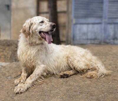 TRO, English Setter - Rüde