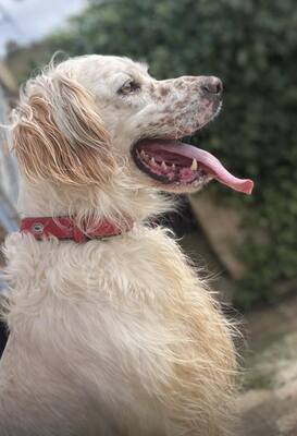 TRO, English Setter - Rüde