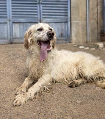 TRO, English Setter - Rüde