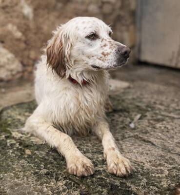 TRO, English Setter - Rüde