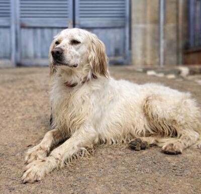TRO, English Setter - Rüde