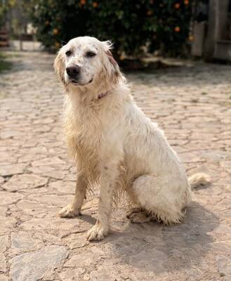 TRO, English Setter - Rüde