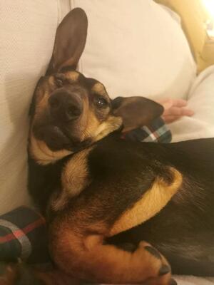 TROY in Wien, Dackel-Pinschermix - Rüde