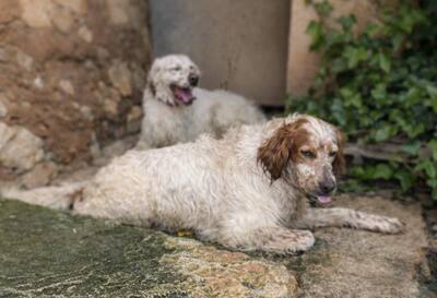 TRUI, English Setter - Rüde